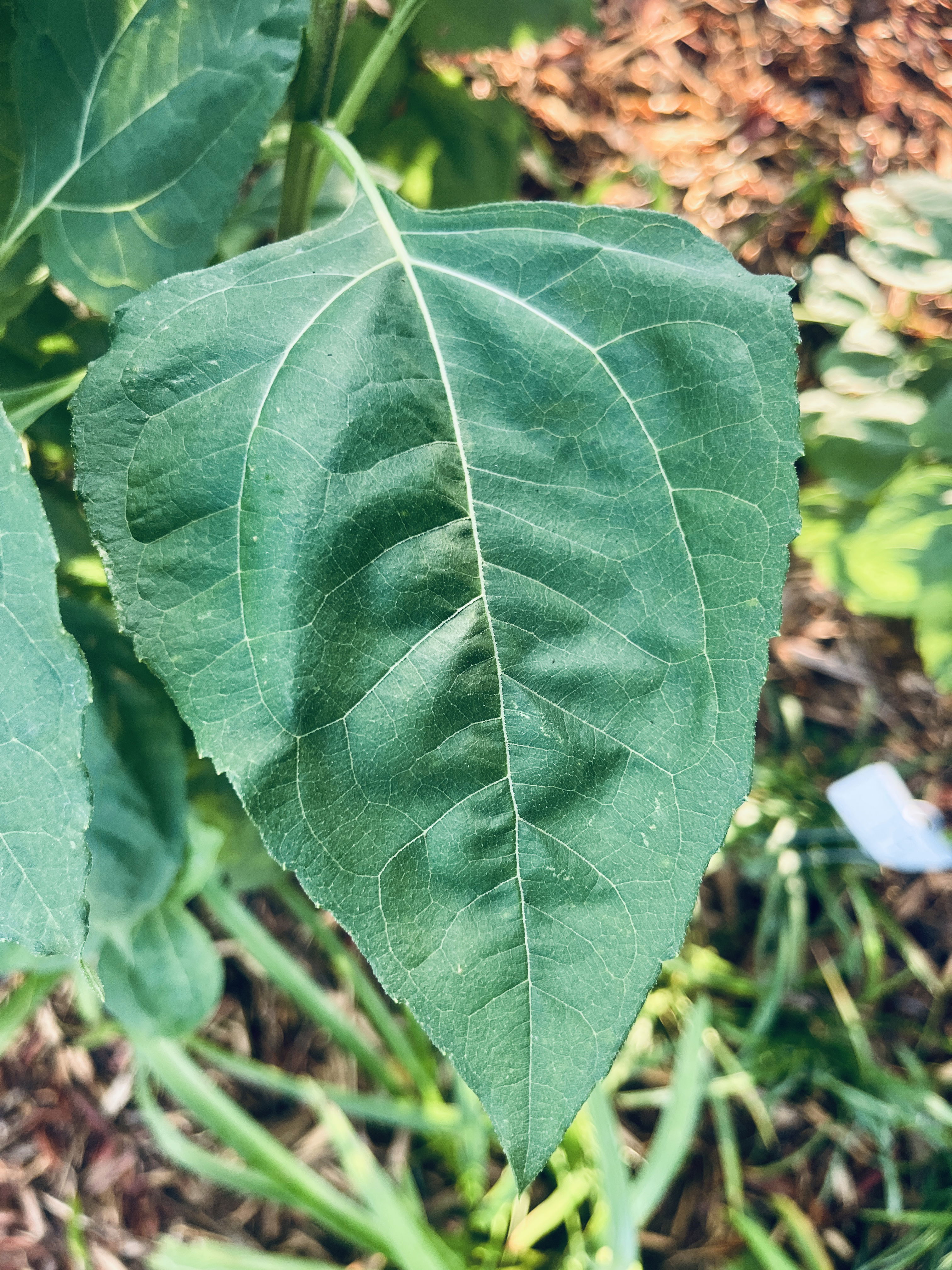 Helianthus decapetalus leaf
